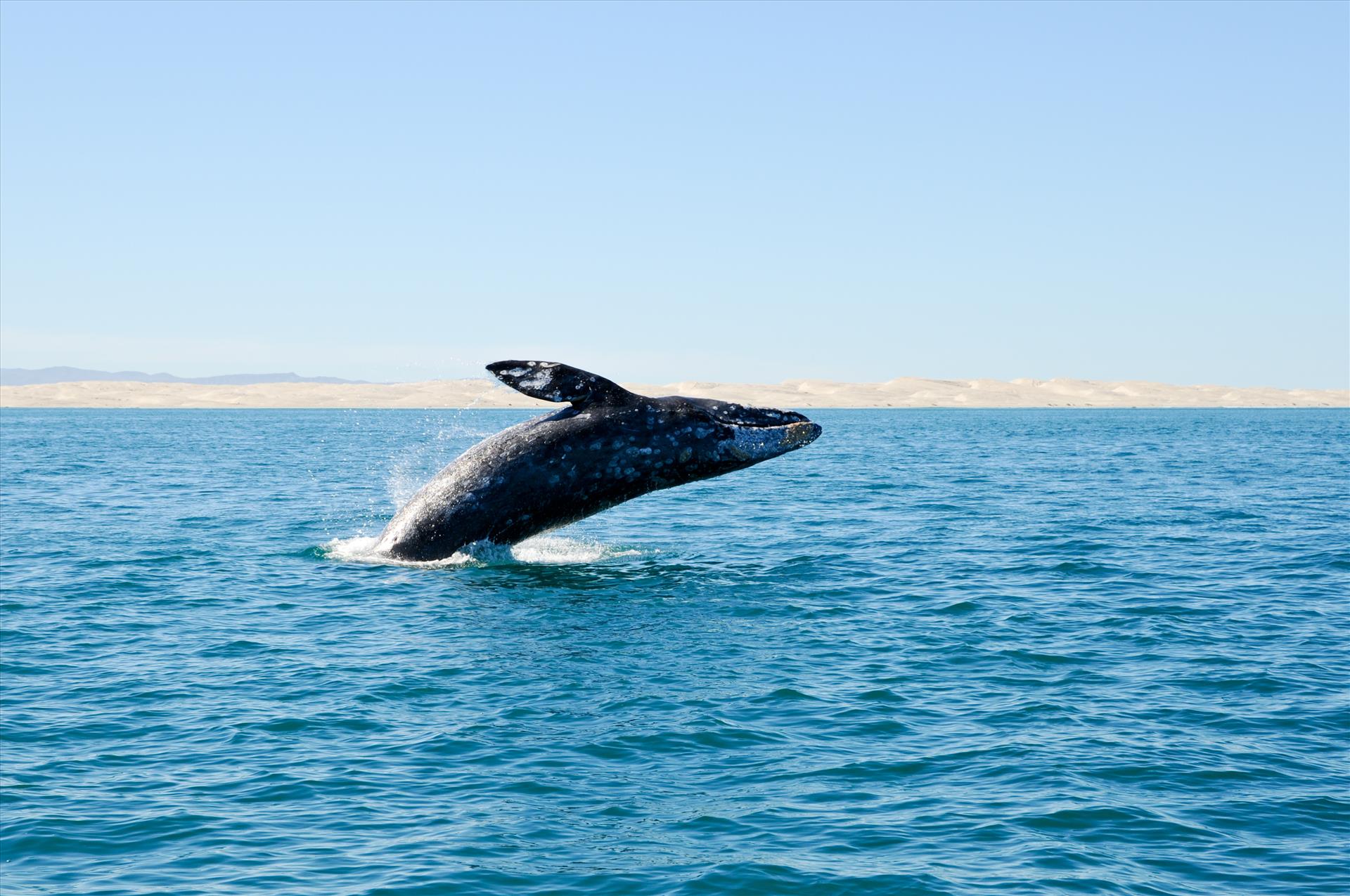 Safari Marino en el Pacífico con New Baja Mex Tours