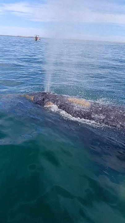 Avistamiento de Ballena Gris con New Baja Mex Tours