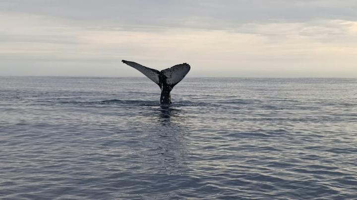 Avistamiento de Ballena Jorobada con New Baja Mex Tours